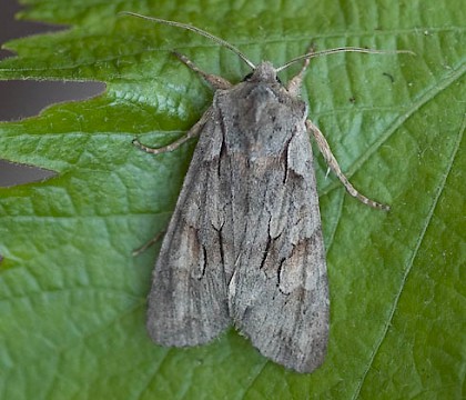 Adult &bull; Seaton Sluice, Northumberland, April &bull; &copy; Keith Regan