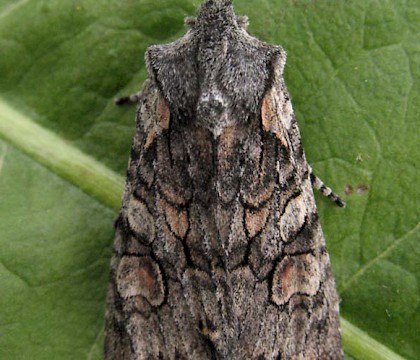 Adult &bull; Kvikne, Oppland, Norway &bull; &copy; Svein Bekkum