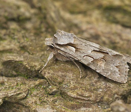 Adult &bull; Netherlands &bull; &copy; Jeroen Voogd