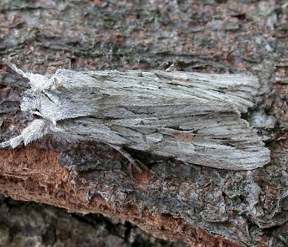 Adult &bull; Littleborough, Lancashire &bull; &copy; Ian Kimber