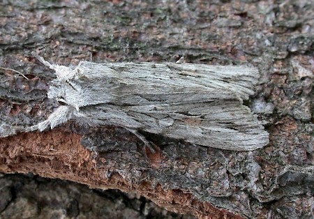 Blair's Shoulder-knot Lithophane leautieri