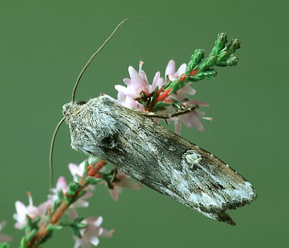 Adult &bull; Hade Edge, Derbyshire &bull; &copy; Ian Kimber