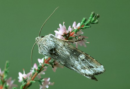 Golden-rod Brindle Xylena solidaginis