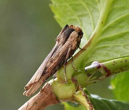 Adult &bull; Denholm, Borders &bull; &copy; Tom Tams