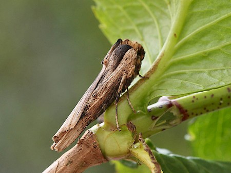 Sword-grass Xylena exsoleta