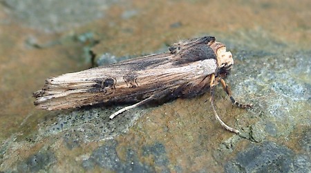 Sword-grass Xylena exsoleta