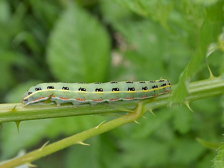 Sword-grass Xylena exsoleta