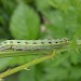 Larva • Hungary • © Colin Penny