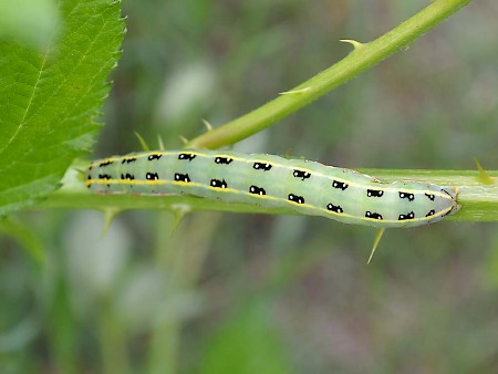 Sword-grass Xylena exsoleta