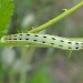 Larva • Hungary • © Colin Penny