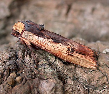 Adult &bull; Littleborough, Lancashire &bull; &copy; Ian Kimber