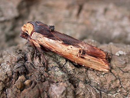 Red Sword-grass Xylena vetusta