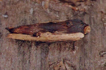 Red Sword-grass Xylena vetusta