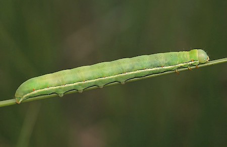 Red Sword-grass Xylena vetusta