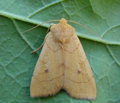 Adult &bull; Warren Hills, Leicestershire &bull; &copy; Mark Skevington