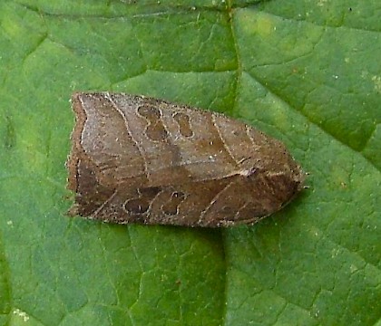 Adult &bull; Winchelsea Beach, West Sussex &bull; &copy; Peter Kyle