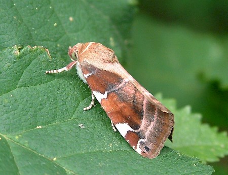 White-spotted Pinion Cosmia diffinis