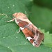 Adult • Monk's Wood NNR, Cambs. • © Nick Greatorex-Davies