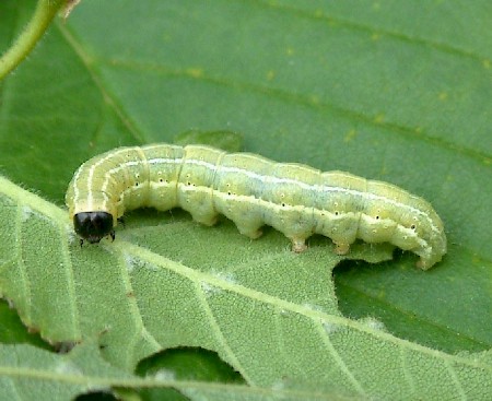 White-spotted Pinion Cosmia diffinis