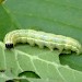 Larva • Ex. larva, Monk's Wood NNR, Cambs. • © Nick Greatorex-Davies