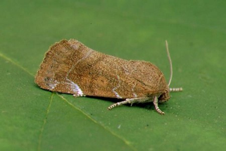 Lesser-spotted Pinion Cosmia affinis