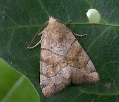 Adult &bull; Littleborough, Lancashire &bull; &copy; Ian Kimber