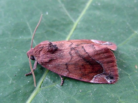 Lunar-spotted Pinion Cosmia pyralina