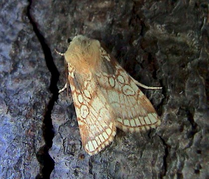 Adult &bull; &copy; Chris Steeman