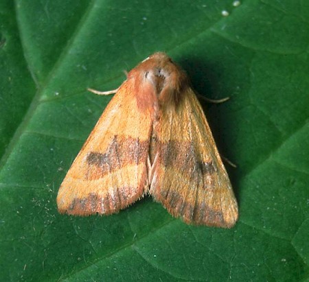 Centre-barred Sallow Atethmia centrago