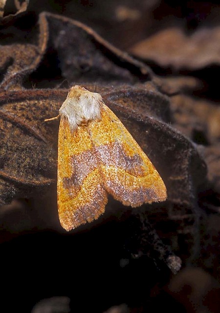 Centre-barred Sallow Atethmia centrago