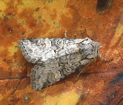 Adult &bull; Dorset &bull; &copy; Paul Harris