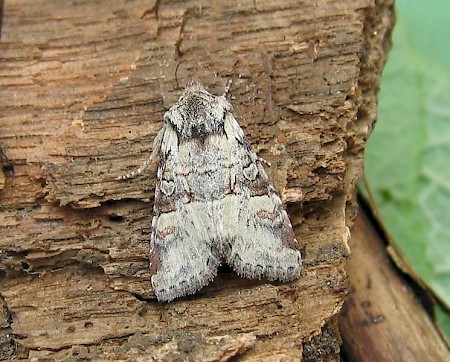 Minor Shoulder-knot Brachylomia viminalis