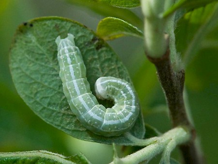 Minor Shoulder-knot Brachylomia viminalis