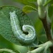 Larva • South Uist, Outer Hebrides • © Chris Johnson