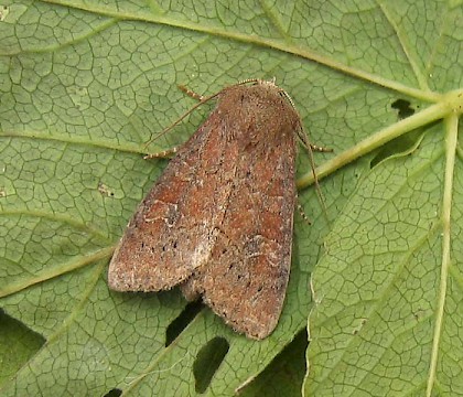 Adult &bull; East Ross, Scotland &bull; &copy; Nigel Richards