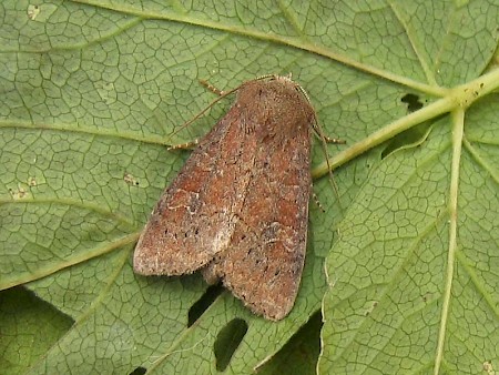 The Suspected Parastichtis suspecta