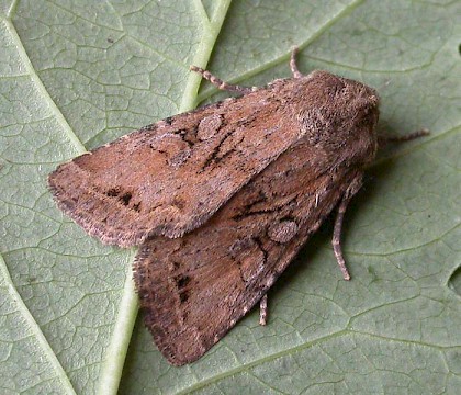 Adult &bull; Eye, Suffolk &bull; &copy; Paul Kitchener