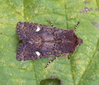Adult &bull; Weymouth, Dorset &bull; &copy; Paul Harris