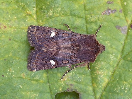 Oak Rustic Dryobota labecula