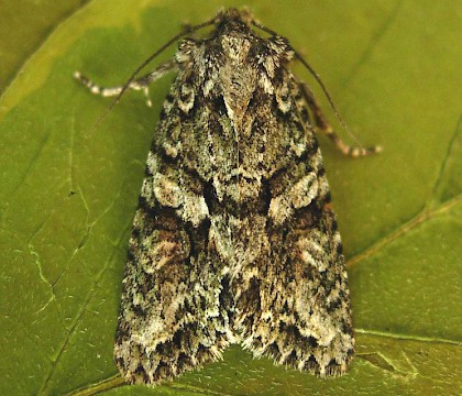 Adult &bull; Fallin, Stirlingshire &bull; &copy; Bob Dawson