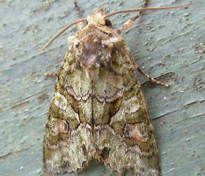 Adult &bull; Creon D