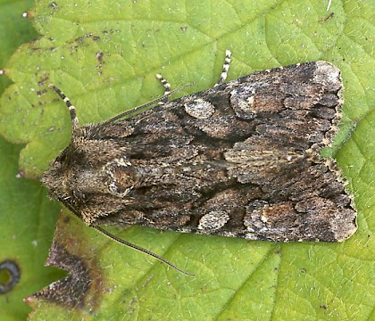 Adult &bull; Channel Islands &bull; &copy; Paul Harris