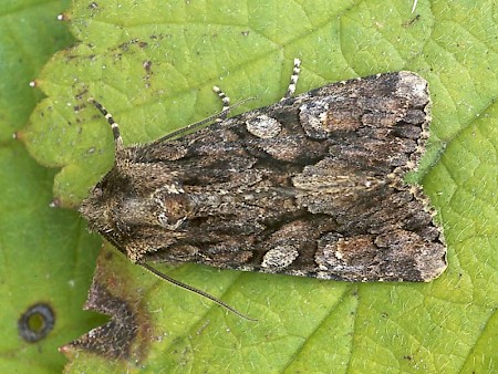 Sombre Brocade Dichonioxa tenebrosa