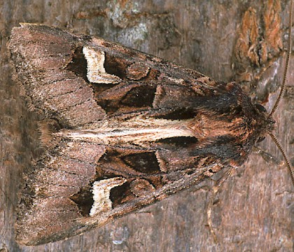 Adult &bull; Dorset &bull; &copy; Paul Harris