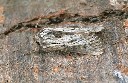 Feathered Brindle Aporophyla australis