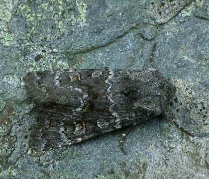 Adult &bull; Moray, Scotland &bull; &copy; Roy Leverton