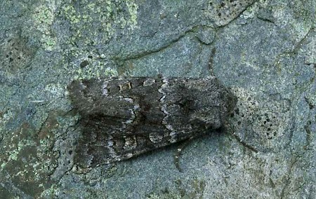 Northern Deep-brown Dart Aporophyla lueneburgensis