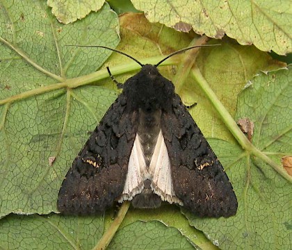 Adult &bull; East Ross, Scotland &bull; &copy; Nigel Richards