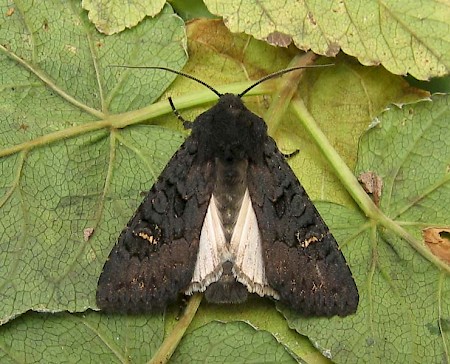 Black Rustic Aporophyla nigra