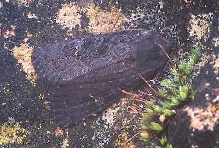 Black Rustic Aporophyla nigra